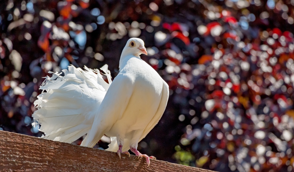 Красивый белый голубь крупным планом