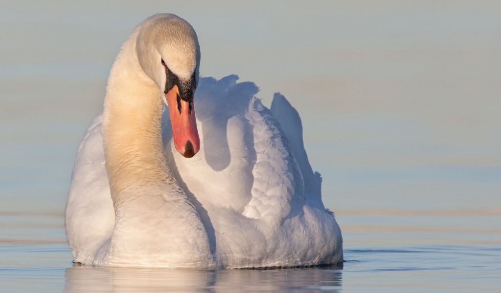 Красивый белый лебедь в воде