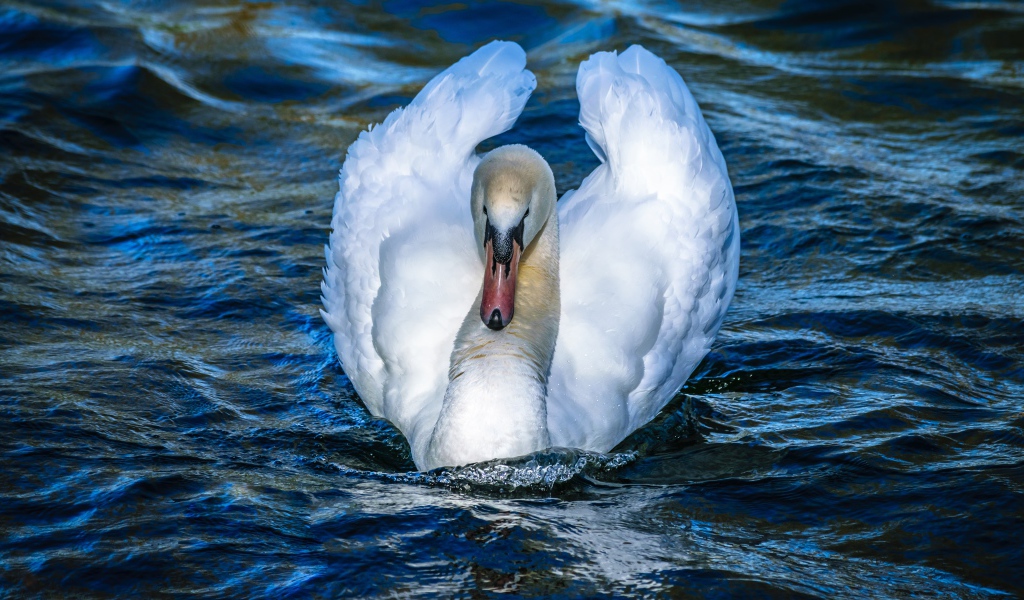 Красивый белый лебедь в воде крупным планом