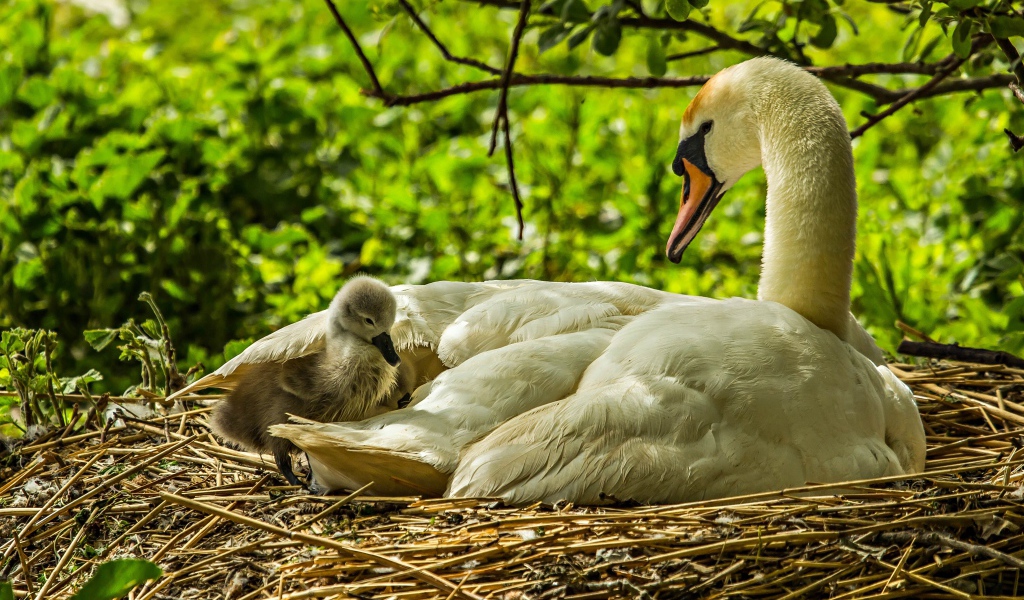 Красивый белый лебедь с птенцами в гнезде