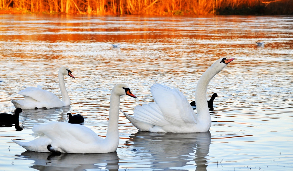 Красивые белые лебеди на пруду