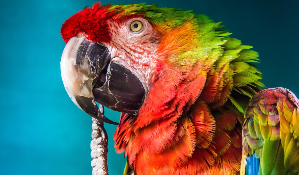 Большой попугай крупным планом