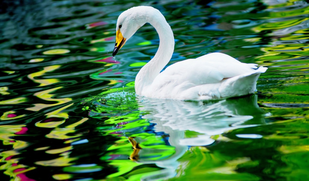 Большой красивый белый лебедь в воде