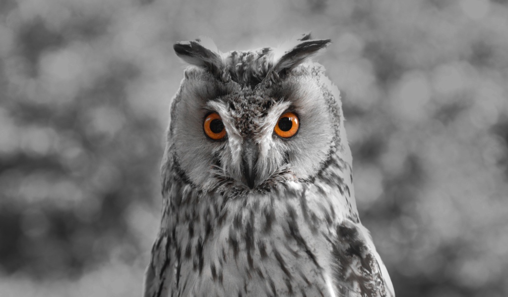 Большая серая сова с желтыми глазами