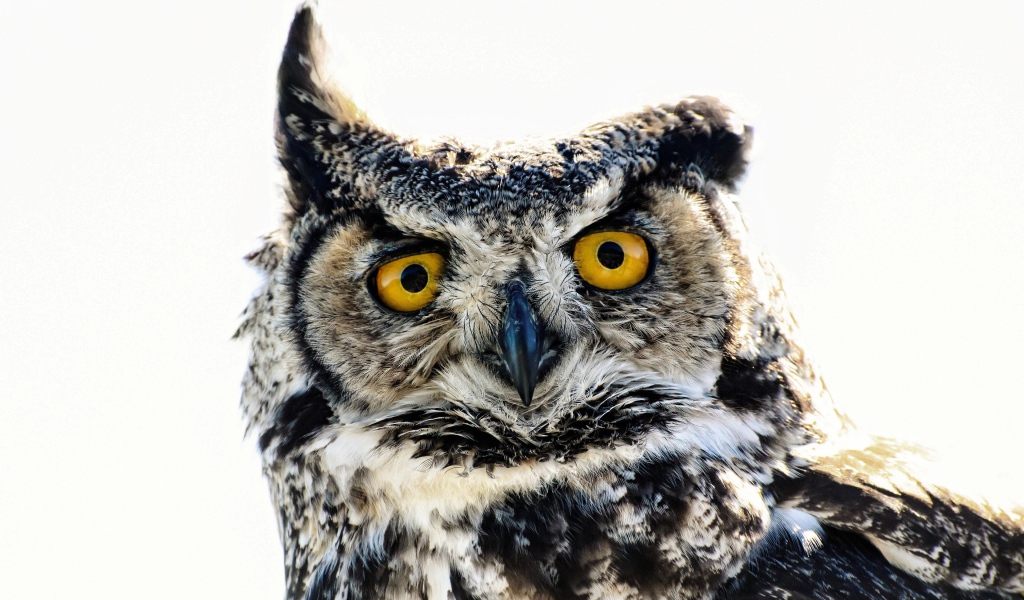 Большая сова на белом фоне крупным планом