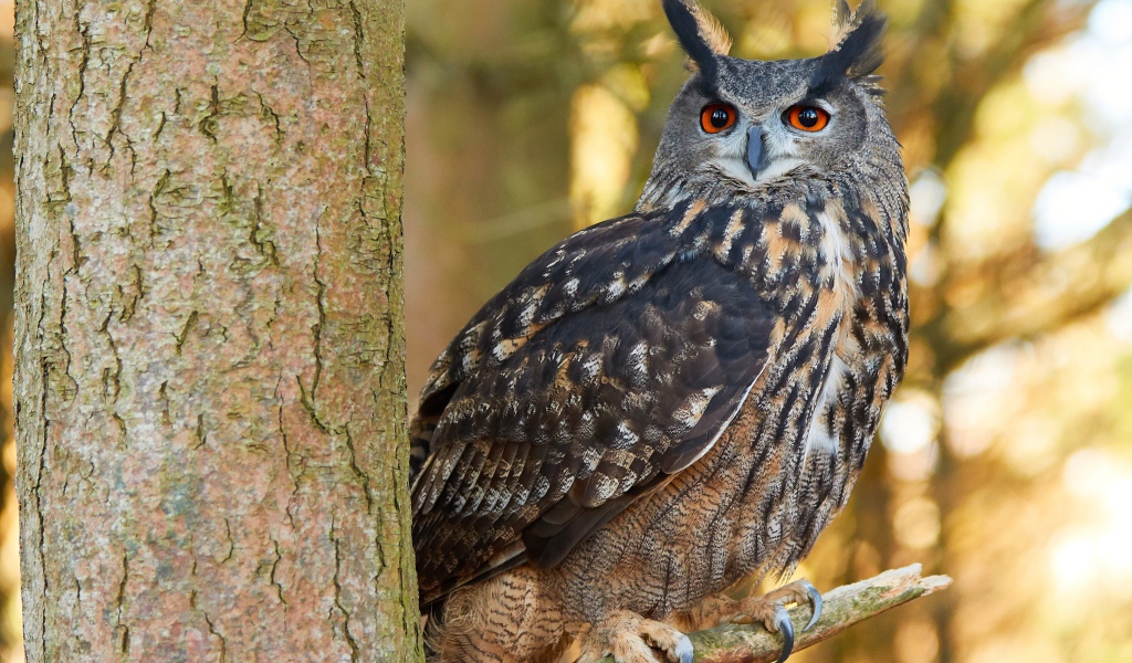 Большая сова сидит на ветке дерева