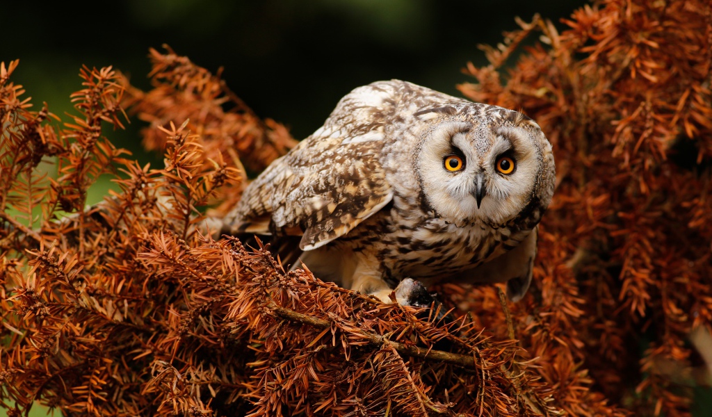 Большая сова с желтыми глазами на ветке 