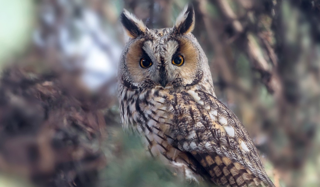 Большая сова с желтыми глазами на дереве