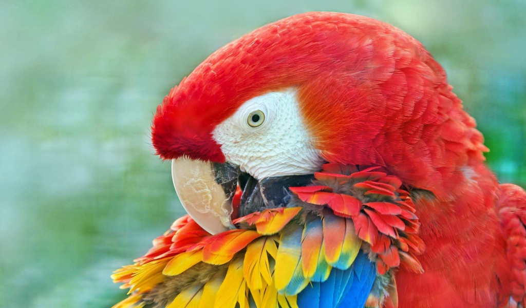 Большой красный ара с яркими перьями крупным планом