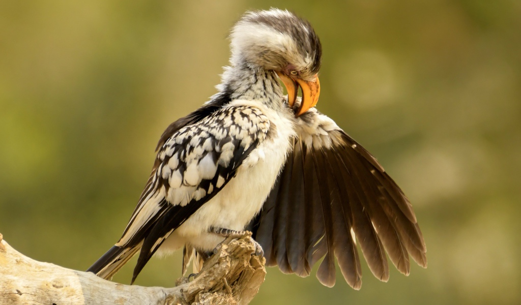 Птица чистит перья на ветке 