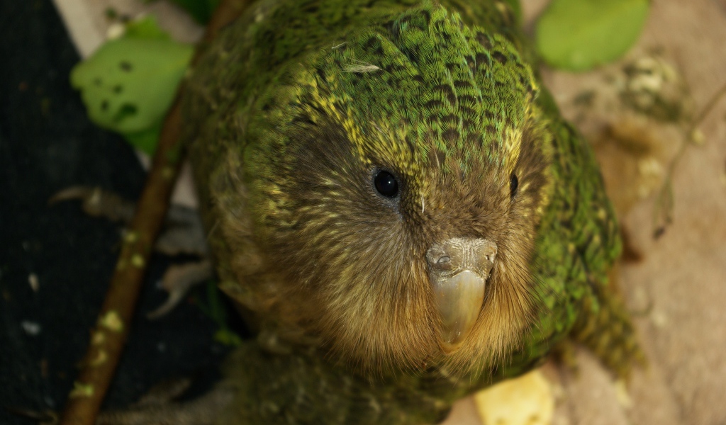 Птица Какапо крупным планом