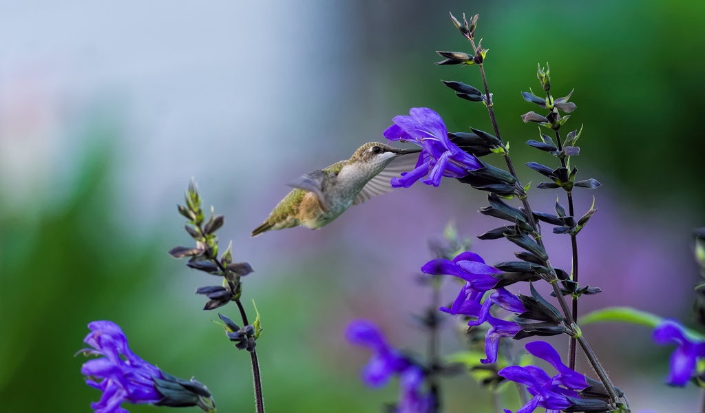 Птица колибри у фиолетового цветка