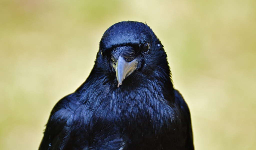 Черный ворон крупным планом