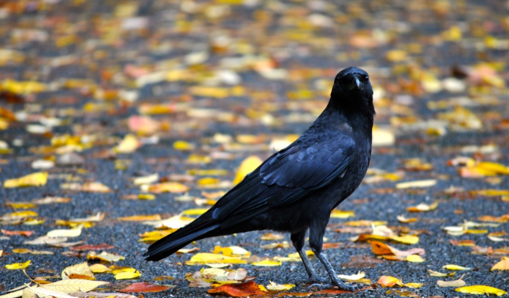 Черный ворон на земле с желтыми опавшими листьями осенью 