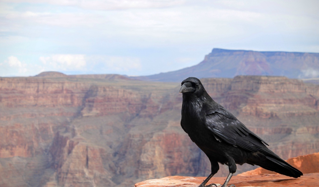 Черный ворон сидит на скале на фоне неба