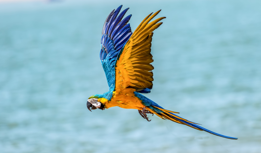 Попугай голубо-желтый ара летит над водой