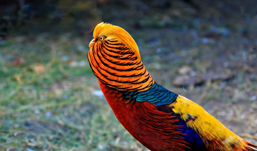 Яркий красивый золотой фазан