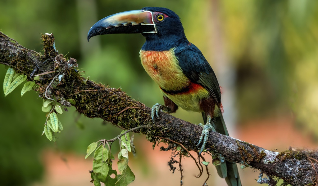 Ошейниковый арасари с длинным клювом на ветке