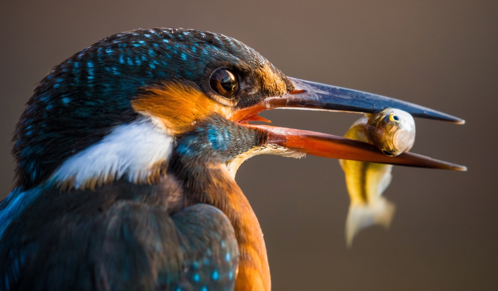 Птица обыкновенный зимородок с рыбой в клюве