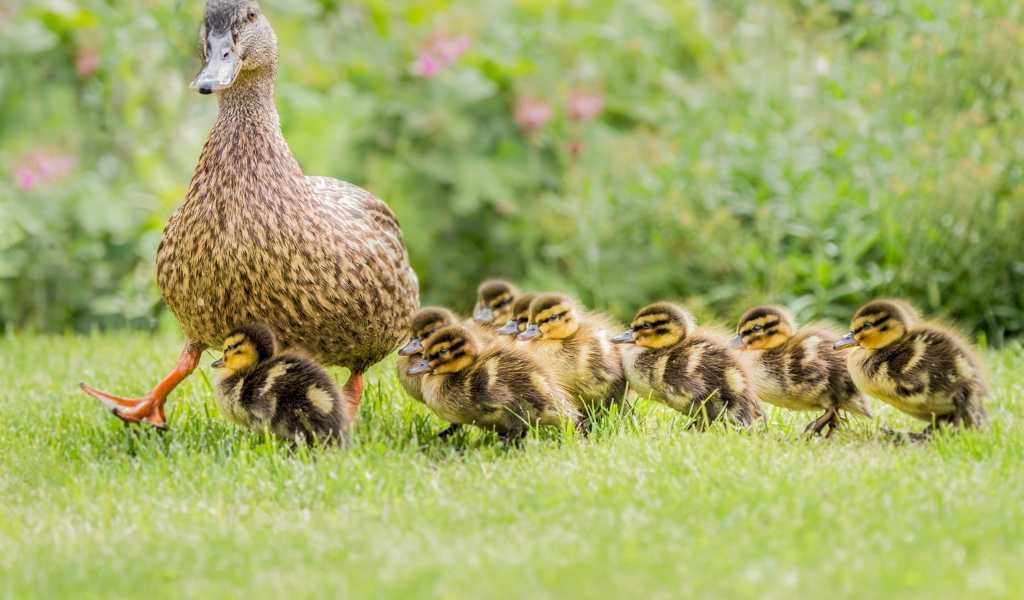 Утка с маленькими утятами идет по зеленой траве