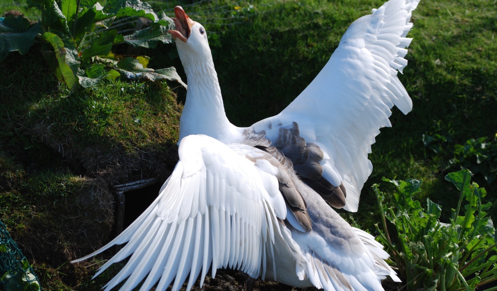 Злой белый домашний гусь