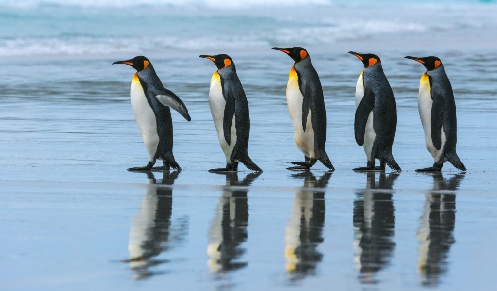 Пять пингвинов идут по воде
