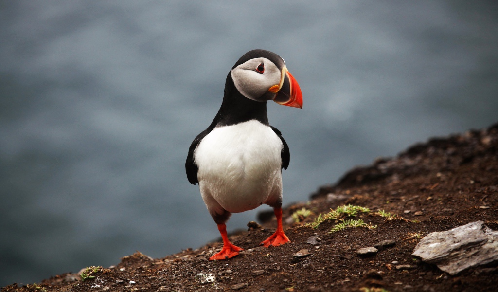 Забавная маленькая птица тупик 