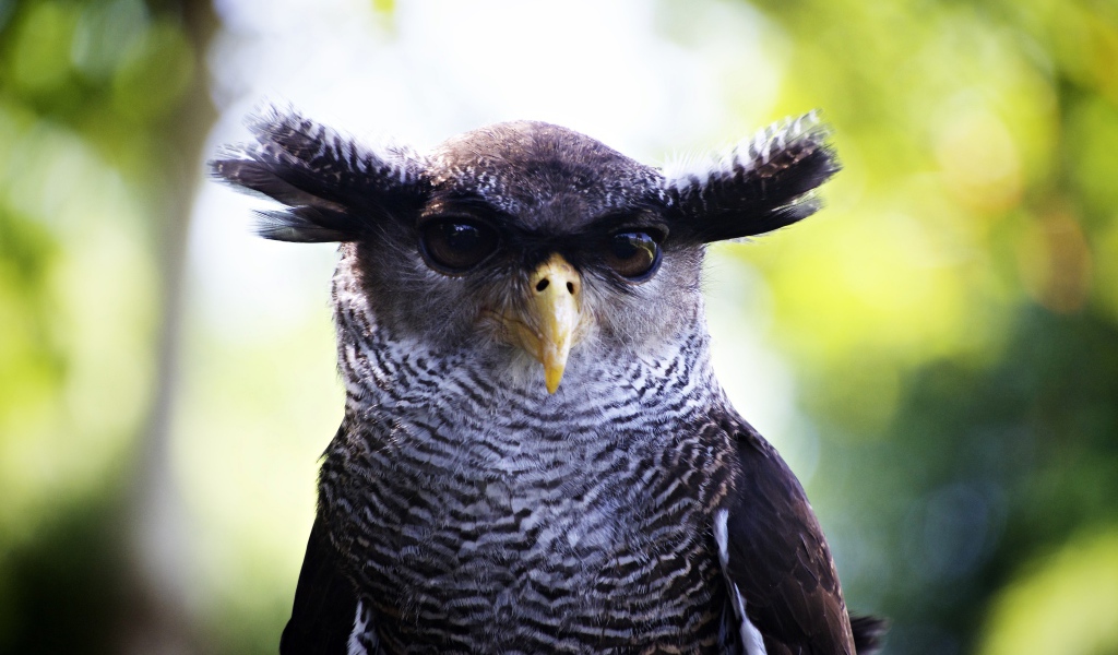 Забавная сова крупным планом