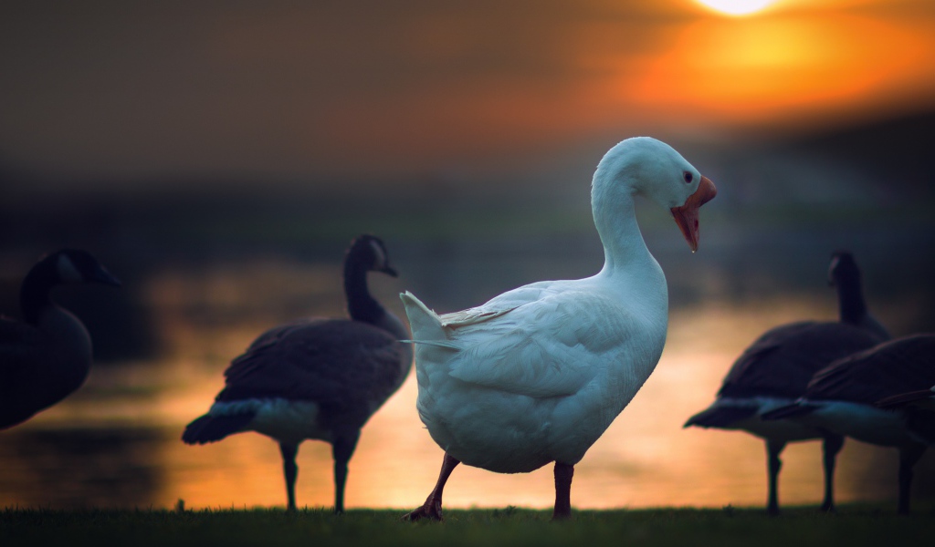 Гуси на фоне солнца на закате