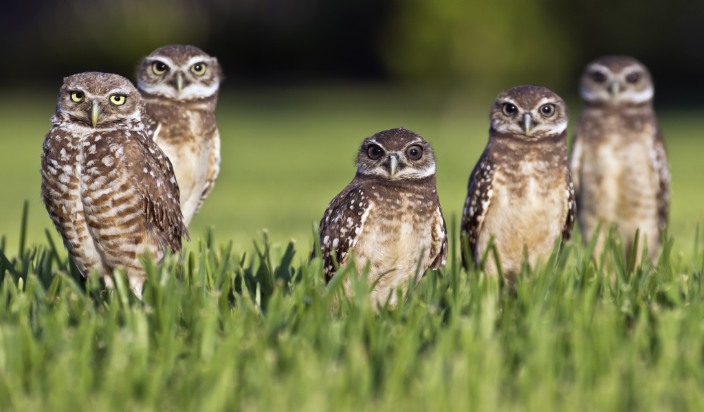 Серые совы сидят в зеленой траве