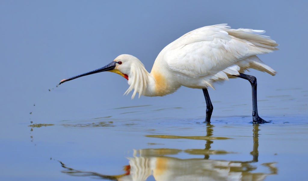 Большая белая цапля в воде 