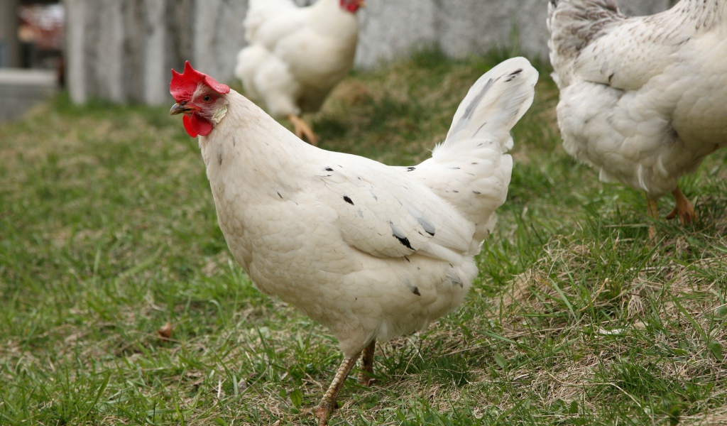 Homemade white chickens on green grass