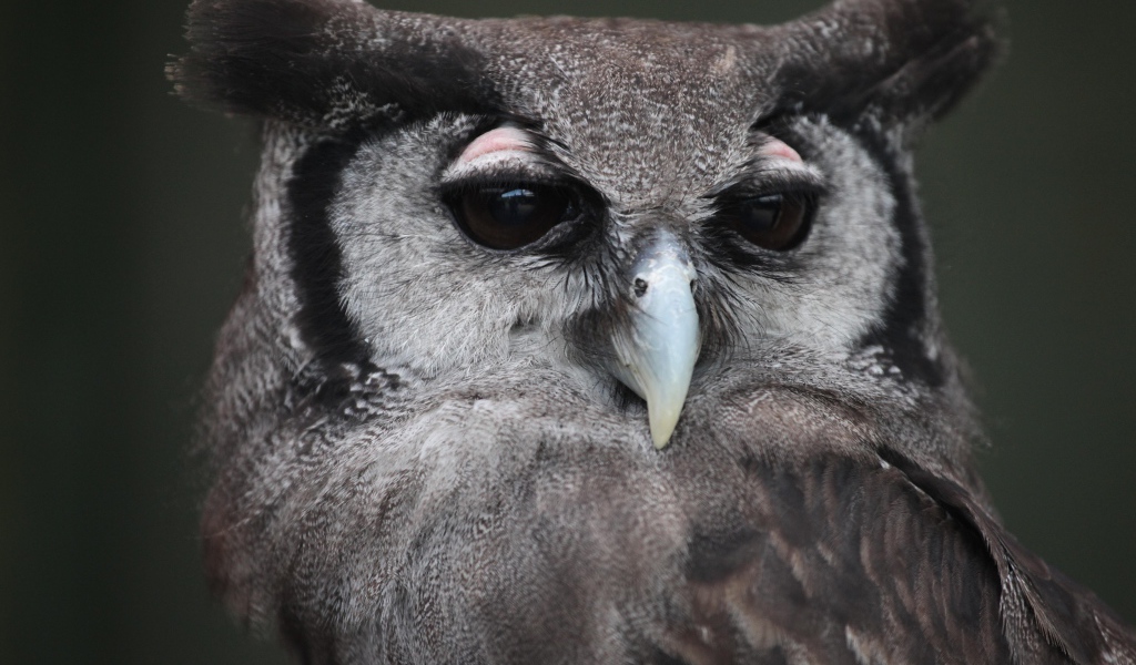 Большой филин крупным планом