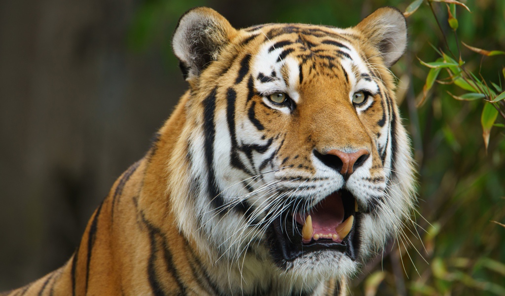 Большой тигр с открытой пастью