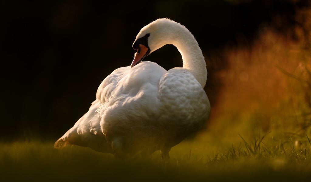Большой белый лебедь стоит на зеленой траве