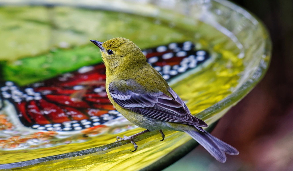 Маленькая птичка пьет воду