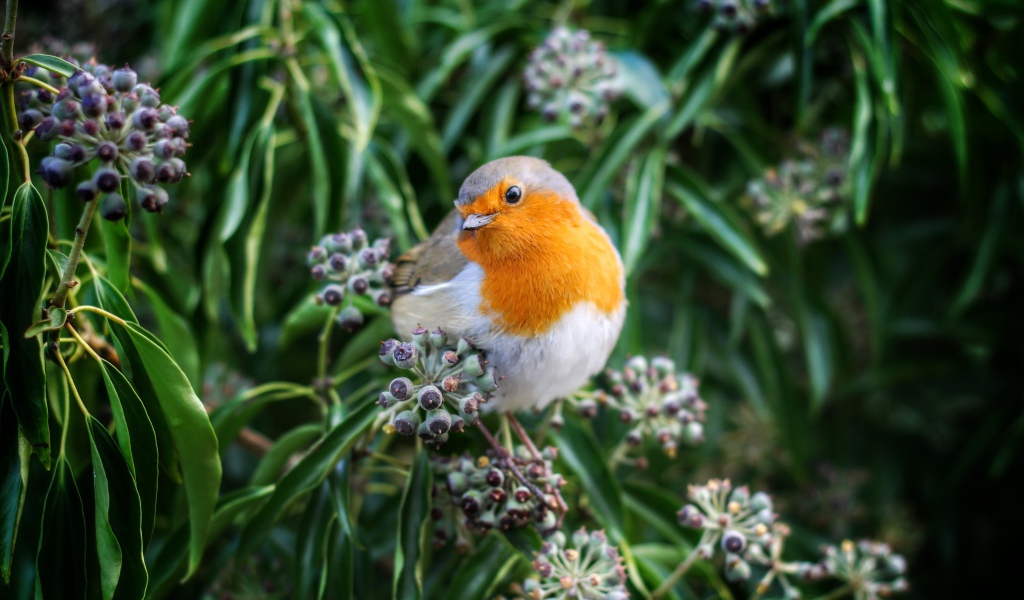 Маленькая птичка зарянка сидит на ветке