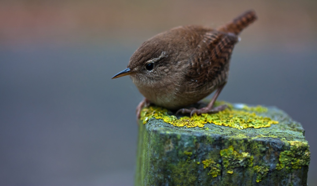 Маленькая серая птичка крупным планом
