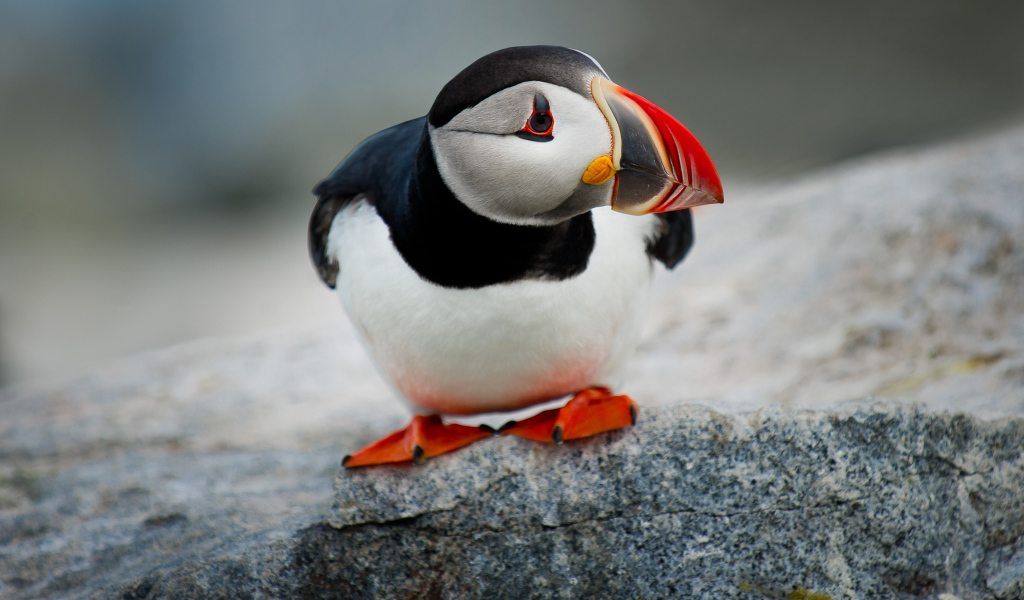 Маленький грустный тупик на камне