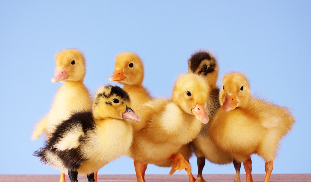 Маленькие желтые утята на голубом фоне