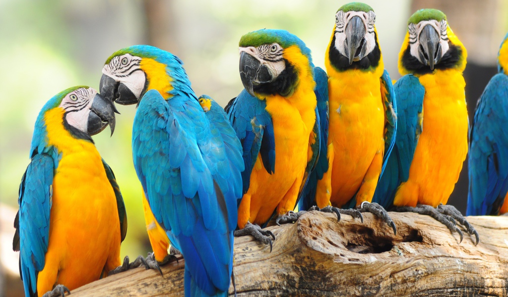 Много попугаев ара сидят на дереве 