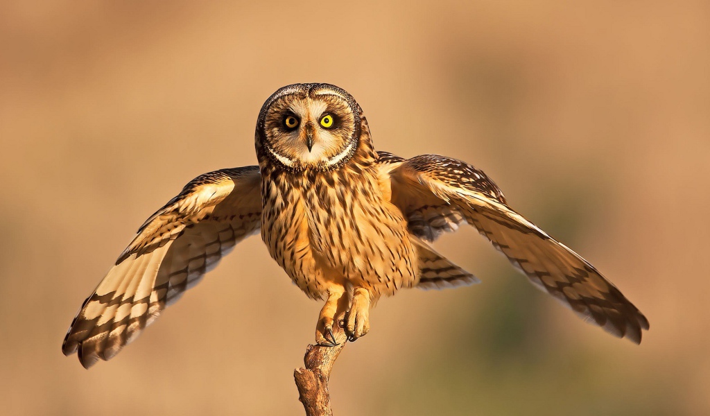 Сова взлетает с ветки 