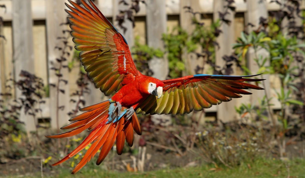 Попугай красный ара в полете 