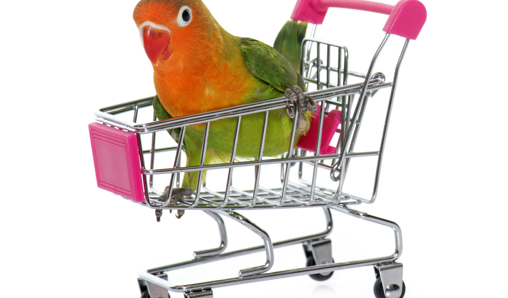 Попугай в маленькой тележке на белом фоне