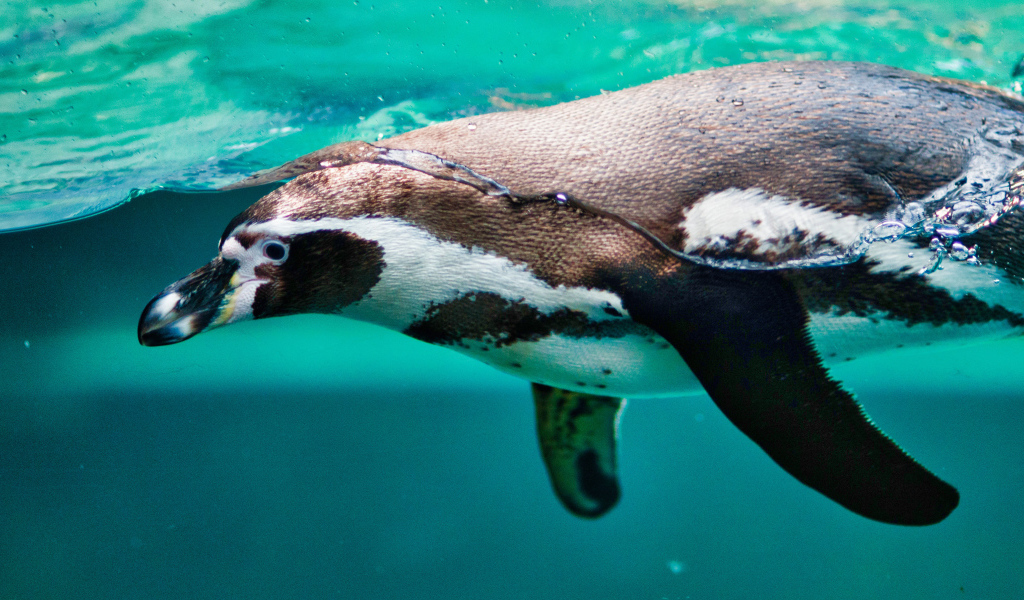 Пингвин плавает в воде