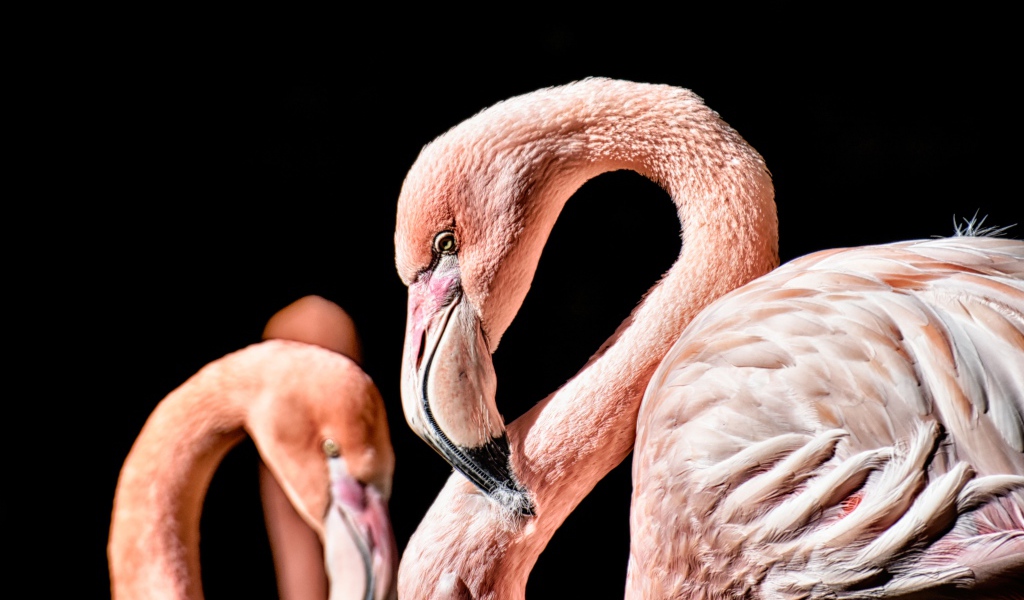 Розовый фламинго на черном фоне крупным планом