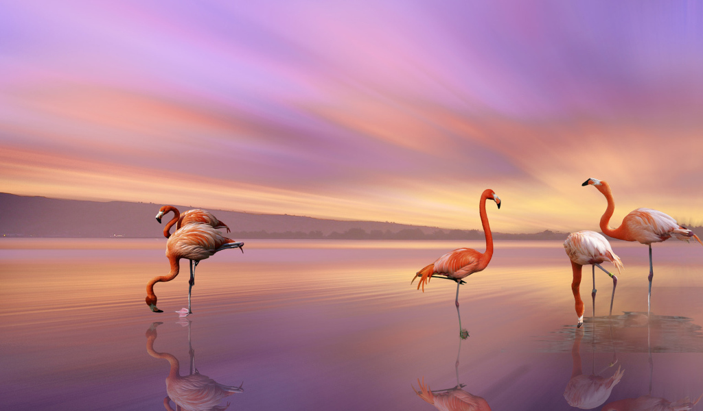 Розовые фламинго отражаются в воде под красивым небом