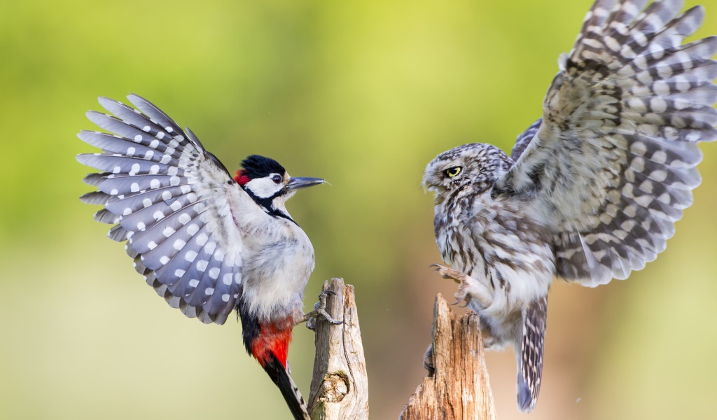 Ссора совы и дятла на сухом дереве