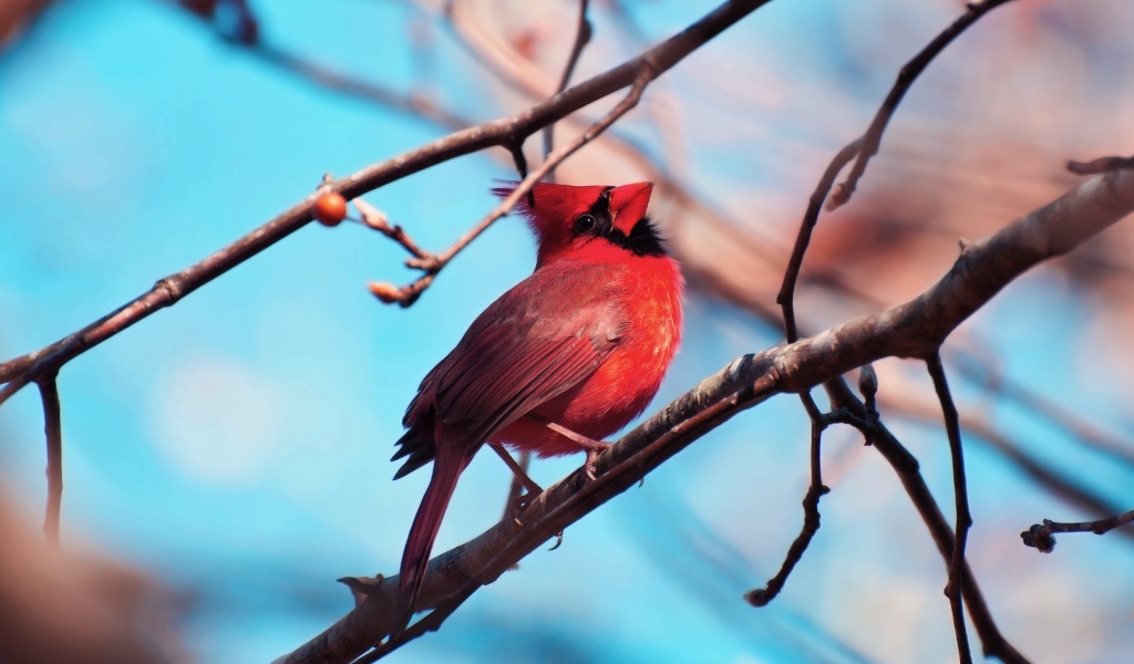 Красная птица кардинал на ветке