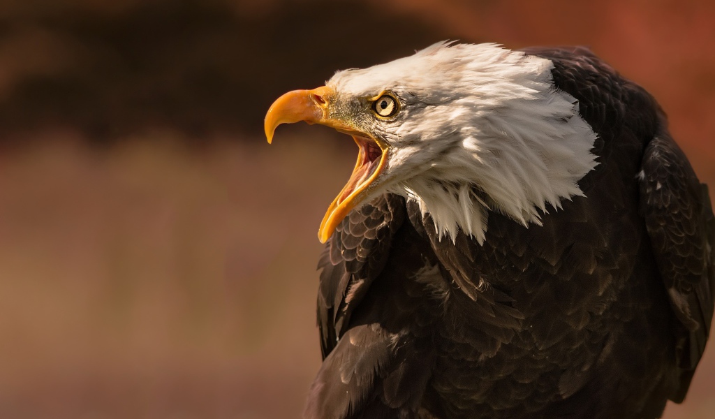 Грозный белоголовый орел с открытым клювом 